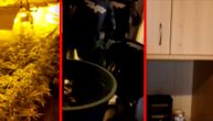 Large marijuana lab discovered in Belgrade: 1,000 planted pots seized