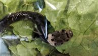 U salati iz prodavnice kući doneo zmiju otrovnicu: Preživela u kesi i putovanje i frižider
