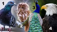 Test ličnosti: Izaberite jednu od ovih ptica i otkrijte svoje najveće vrline i mane