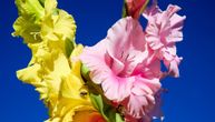 Sada je pravo vreme za sadnju gladiola: Saveti za pravilnu negu pomoću kojih će cvetati godinama