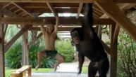 On je Tarzan 21. veka: Trka čoveka i majmunčeta, šta mislite ko pobeđuje?