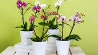 Kako negovati orhideje u toku hladnih dana? Saveti zlatna vredni