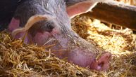 Crna Gora zabranila uvoz svinja iz nekih delova Srbije i Makedonije
