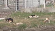 Kako žive psi u Černobilju: Čuvari su im jedini prijatelji