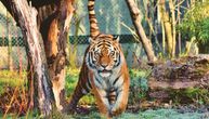 Radnika Zoo vrta napao tigar na Floridi: Policija ubila životinju