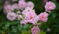 Idealno vreme za sadnju ruža: Neka vaša bašta bude najlepša