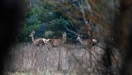 "Zombi" bolest napala jelene u Kanadi: Strahuje se da bi mogla da nasrne i na ljude