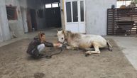 Tuga u Šajkašu, preminuo terapijski konj Herceg: Pred operaciju izgubio 200 kg, deca plakala za njim