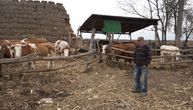 Lulići imaju 11-oro dece: Žive u Hrvatskom Majuru, na izolovanom salašu, svi potomci ostaju sa njima