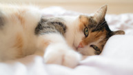 Koje su najčešće bolesti kod mačaka i kako ih prepoznati: Ovo morate da znate ako volite mačke
