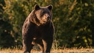 Mrki medvedi pobegli iz kaveza u Zoo vrtu i napali divlju svinju: Uprava odlučila da ih uspava