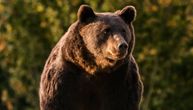 Medved napao grupu turista u Rusiji: Stradala tinejdžerka