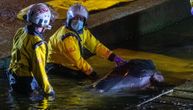 Mladunče kita spaseno iz Temze, njegov život "visi o koncu": Daleko je od kuće, mame nema na vidiku