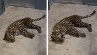Tri leoparda pobegla iz safari parka u Kini, meštani 7 dana nisu znali da su opasne mačke na slobodi