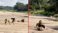 Kakva mačka: Zavrtela repom pa izazvala lavovsku borbu braće