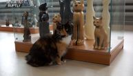 Farmaceutkinja osnovala Muzej mačaka: Ovde možete videti eksponate iz celog sveta