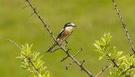 Otkrivena nova vrsta ptice u Srbiji: Dugorepi svračak zime provodi u Africi