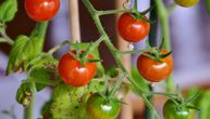 Prepakivali paradajz za naše tržište: Nedimović najavio akciju protiv zloupotreba
