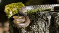 Noise drives snakes to streets of Belgrade: If you see an aesculapian snake, just do one thing