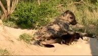 Jedna je majka, ma koliko ona opasna bila: Snimak u kome hijena doji mladunče ne viđa se često