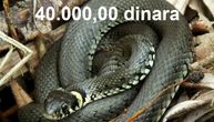 Zrenjaninka videla zmiju u dvorištu, ubila je, pa bacila. Ali je zaboravila da je kazna za ovo 40.000 dinara!