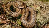 Warning for those traveling to Bosnia: Beware of snakes, there is shortage of antivenoms