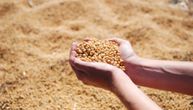 Na kom nivou su trenutno cene pšenice, kukuruza i soje?