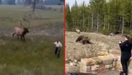 Životinje u nacionalnom parku jurišaju na svakoga ko digne kameru: Smučili im se turisti i blicev