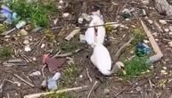 Sramotan snimak mučenja kroz smeće: Kako su dva labuda i sedam labudića plivali po beogradskom ušću