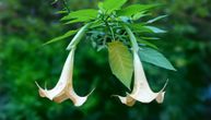 Cvet zadivljujućeg izgleda i opojnog mirisa: Anđeoska truba je idealna biljka i za terasu i dvorište