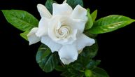 Lepotica nežnih cvetova, koja čisti vazduh i obožava vlagu: Trikovi za jednostavnu negu gardenije
