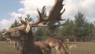 Farma jelena na Ozrenu jedinstvena u Srpskoj: Krase ih rogovi po kojima su dobili naziv - lopatari