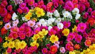Biljka raskošnih boja cvetova, laka za negu: Prkos će celo leto i jesen biti ukras vaše bašte
