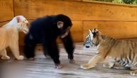 Tigrići i majmunče nerazdvojni drugari: Kada priroda režira, radi to bolje od Volta Diznija