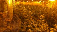 Otkrivena laboratorija za uzgoj marihuane u Topoli: U kući nađene 1.084 stabljike, kao i oružje