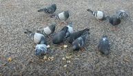 Neko je otrovao ptice u Borči: Na njivi pronađeno 80 mrtvih golubova