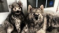 Pola samojedi, pola blato: Toliko su se isprljali da nam nije jasno kako ih je gazda oprao