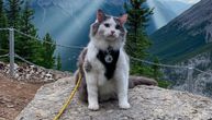 Putovanja mačka Gerija: Ima 400.000 sledbenika, planinari, vozi se u kanuu, helikopteru...
