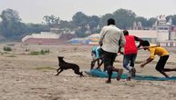 Užasni prizori iz Indije: Lutalice jedu tela kovid žrtava koje je izbacila reka, meštani u šoku