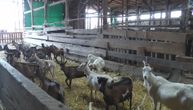Ove životinje su najprofitabilnije za uzgoj, Rackovići dnevno prodaju 50 l mleka