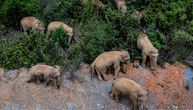 Krdo slonova približava se višemilionskom gradu: Meštani spremni na borbu sa njima ako unište useve