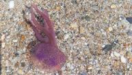 Na grčkim plažama opet vreba opasna meduza, mnoge je već opekla: Danas je more izbacilo više od 100