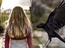 Vrane napadaju: Stručnjak za Telegraf otkriva kako da se zaštitimo i šta nikad ne smemo da uradimo