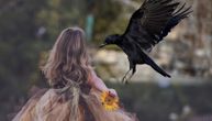 Vrane napadaju na Novom Beogradu: Uhvatila devojku za rame, a na istom mestu napala njenu sestru