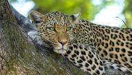 Leopard napao manekenku na snimanju u Nemačkoj: Zadobila ozbiljne povrede