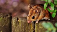 Oštetili zidove i pojeli kablove: Zbog najezde miševa evakuišu zatvorenike u Australiji