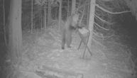 Noćna gozba: Medved kod Nove Varoši razvalio hranilicu za divlje svinje i poslužio se kukuruzom