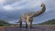 Pronađena nova vrsta dinosaurusa u Australiji: Dugačak kao košarkaški teren, visok kao dvospratnica