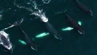 Kitovi iz ugla drona: Kako love i sa kim se druže veličanstveni gospodari mora