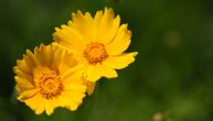 Raskošni cvet, obožava toplo vreme i jako sunce: Devojačko oko je biljka koja svima uspeva